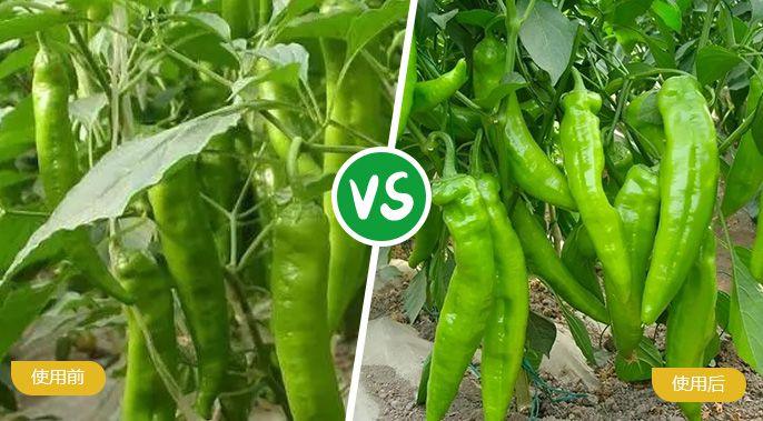辣椒施着色叶面肥后着色均匀，辣椒肥厚