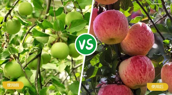苹果施着色叶面肥后着色均匀，甜度高